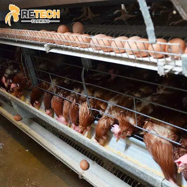 Casa de granja galvanizada automática, equipo de aves de corral, sistema de jaula de pollo para venta en Sudáfrica