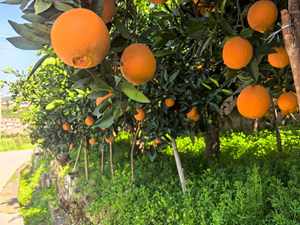 Naranjas Valencia Navel Frescas 2026, Cítricos Orgánicos Dulces y Jugosos de Primera Calidad para Exportación al por Mayor desde China - Product Image 6