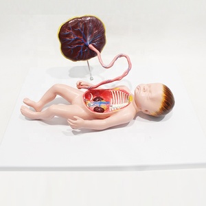 Modèle anatomique magnifié de l'œil et de l'orbite pour l'<span class=keywords><strong>ophtalmologie</strong></span> et l'enseignement de la structure oculaire humaine CE/ISO/ROHS/CNAS - Product Image 3