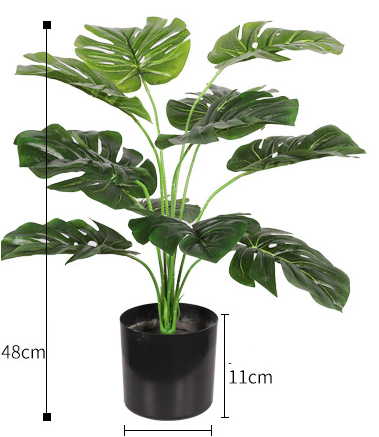 48cm/Monstera