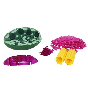 Modèle de chloroplaste Qinghua, modèle d'organes microscopiques végétaux, instrument pédagogique pour la biologie et la médecine, pour les élèves du primaire et du secondaire - Product Image 4
