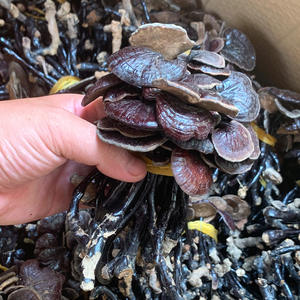 Champignons Ganoderma sauvages naturels à longues pattes, Ganoderma fins poussant dans les forêts de bambou à vendre - Product Image 3