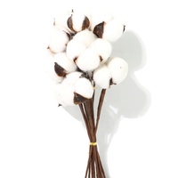 Fleurs séchées décoratives pour salon et chambre à coucher, coton naturel séché, 1 tête de coton, meilleures ventes