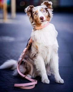 Color personalizado doble ganchos de lujo suave de cuero y de Nylon para perro Correa y Collar con hebilla de oro - Product Image 6