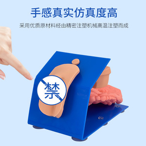 Modèle de cathétérisme urinaire masculin et féminin, pour la cathétérisme urinaire interne et externe des parties génitales masculines et féminines - Product Image 3