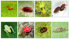 Etoxazole 20% SC 110 g/l Citrus Fruit Tree Mite Egg Red Spider Mites Agriculture High Effective Pesticide <strong>Acaricide</strong> - Product Image 3