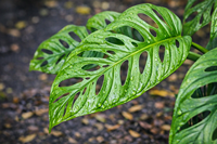 Monstera Adansonii Tanaman Rambat Eksotis Tropis untuk Dalam Ruangan, Dekorasi Botani Asli, Tanaman Hijau Segar Indonesia Botani
