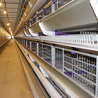 Équipement automatique pour volailles TBB, élevage de poulets, équipement d'élevage de poulets, prix