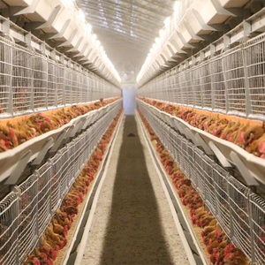 Système automatique de cage pour animaux en acier de type H Nouvelle cage pour poulets de chair pour ferme avicole Équipement pour poulailler d'occasion - Product Image 3