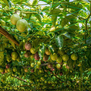Más vendido: Red de polietileno para trepar plantas, para uso floral y decorativo en jardín, para melón amargo, uva, calabaza, judía de jardín, fruta de la pasión, y para arte de jardín. - Product Image 4