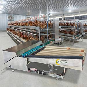 เครื่องคัดแยกไข่แบบดิจิตอล 220 โวลต์ ขนาดกะทัดรัด ทำจากสแตนเลส ใช้ระบบลูกตุ้ม  สามารถคัดแยกไข่ได้ 2000 ฟองต่อชั่วโมง ระบบคัดแยกอัตโนมัติ - Product Image 6