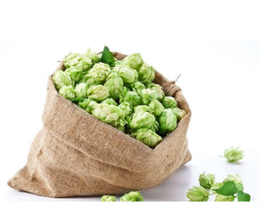 Üretici tedarikçi bitkisel özü Xanthohumol, Flavones <span class=keywords><strong>Hops</strong></span> özü - Product Image 4