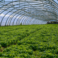 Tunnel de culture agricole serre film plastique avec système de refroidissement en Afrique