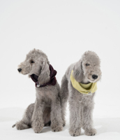 Foulard tricoté doux et chaud pour animaux de compagnie et écharpes pour chiens de petite race en hiver