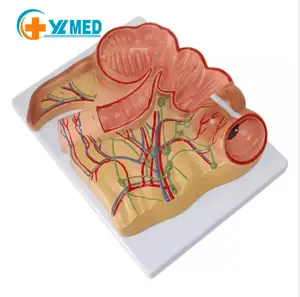 Modelo de anatomia para ensino de medicina, modelo de caecum anatômico humano e apêndio