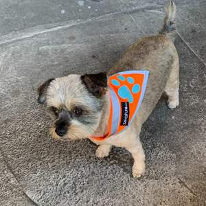 DB Hi Visibility Réfléchissant Blaze Orange Chien Bandana S-Size Accessoire de Sécurité pour Petits Animaux pour la Marche et le Camping - Product Image 3