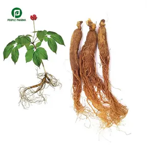 Factory supply 6 year old Dry Red Ginseng