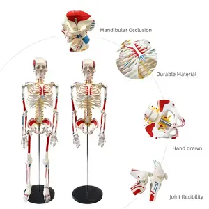 FORESTEDU Education Supplies 4 Types 85cm Tall Special Teaching Model for Human Skeleton Model Teaching Resources