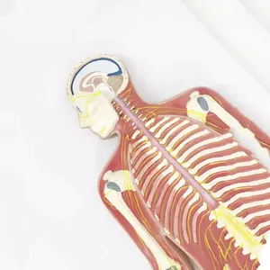 Model Anatomi Sistem Saraf Manusia Untuk Pengajaran Medis - Product Image 5