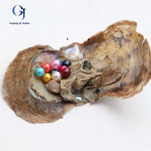 Venta al por mayor, 35 <span class=keywords><strong>ostras</strong></span> <span class=keywords><strong>cultivadas</strong></span> de agua dulce sueltas de Akoya teñidas de 6-8mm con <span class=keywords><strong>perlas</strong></span> de Akoya, <span class=keywords><strong>perlas</strong></span> de ostra - Product Image 2