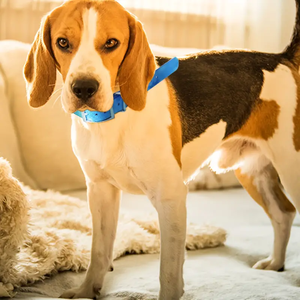 Tali leher anjing TPU hijau limau kualitas tinggi tali tahan air gaya klasik personalisasi pola Solid GPS peralatan berburu perawatan hewan peliharaan - Product Image 3