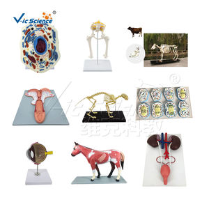 Material plástico perro modelo anatómico modelos anatómicos <span class=keywords><strong>para</strong></span> enseñanza médica modelo biológico - Product Image 6