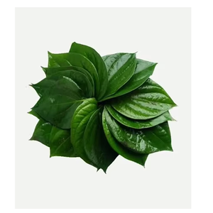 Hoja de Betel Verde Natural Fresca, Entera, de Primera Calidad, para Uso Culinario, Herbal, Ayurvédico, Ceremonias Religiosas, Grado Alimenticio - Product Image 1