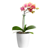 Support pour plante en pot d'orchidée Phalaenopsis en fibre de verre durable pour la maison et le jardin, design moderne
