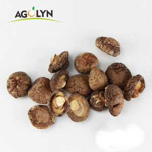 Mycélium de <span class=keywords><strong>Morilles</strong></span> de Qualité Supérieure à Vendre - Product Image 3