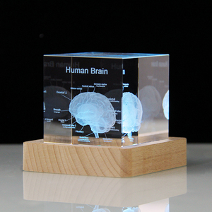Mô hình giải phẫu não người <span class=keywords><strong>3D</strong></span> Quà Tặng y tế khối pha lê khắc khối thủy tinh não bác sĩ Công ty Dược phẩm quà tặng - Product Image 5