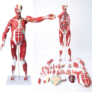 Modèle de muscle et d'organes humains de 80 cm, 27 parties, taille réelle 1/2, modèle d'anatomie <span class=keywords><strong>musculaire</strong></span> humaine pour la physiologie médicale - Product Image 5