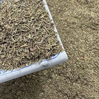 Thym séché naturel, sans soufre, matière première d'épices (piment de la Jamaïque) pour la cuisine occidentale, la pâtisserie, les tisanes et l'encens