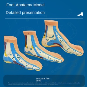 Modèle d'anatomie musculaire du pied humain - Modèles de pathologie du pied plat arqué normal en PVC - Product Image 2