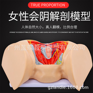 Modèle de périnée féminin, modèle d'anatomie périnéale, modèle d'anatomie gynécologique, modèle d'anatomie reproductive féminine - Product Image 5