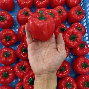 Nuevos juguetes blandos kawaii con forma de verduras, pelota antiestrés, pelota para apretar, juguete sensorial para aliviar el estrés - Product Image 1