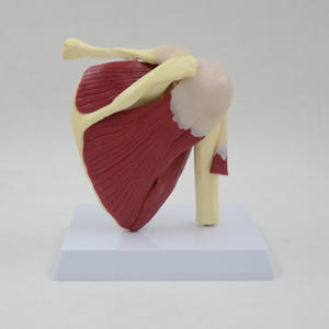 GelsonLab HSBM-084筋肉靭帯が塗装された大きな成人の肩関節モデル - Product Image 5