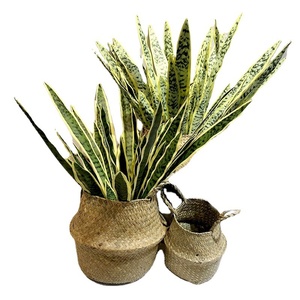 <span class=keywords><strong>Sansevieria</strong></span> Artificial de Plástico con 5 <span class=keywords><strong>Hojas</strong></span> con Bordes Amarillos, <span class=keywords><strong>Hojas</strong></span> Pegadas, Bonsái Grande para Bodas y Uso en Exteriores - Product Image 5