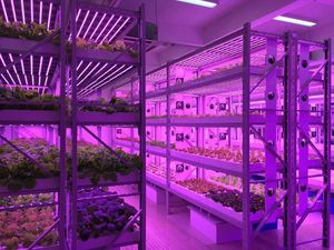Hydroponics Clone <span class=keywords><strong>18W</strong></span> <span class=keywords><strong>T8</strong></span> Led Grow Light Strip 3000K <span class=keywords><strong>6500K</strong></span> para interiores Veg Clone Grow Led Tube Light - Product Image 5