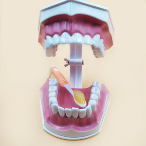 2x Modelo de Dientes, Modelo de Enseñanza Dental, Enseñanza de Limpieza Dental para Jardín de Niños, Práctica de Preparación Dental, Prótesis Dental - Product Image 3