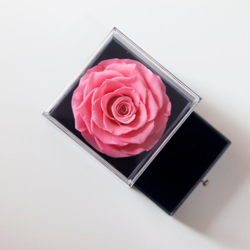 สีชมพูสดใสไม่มีสร้อยคอ