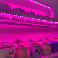 Durable DC12V Rouge Bleu Spectre Complet Serre Hydroponique Succulente Incassable Dimmable Flex T8 T5 LED Plant Grow Strip Light