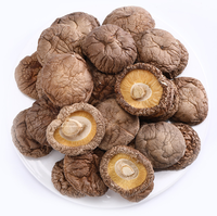 Jamur Utuh Tebal Berdaging, Jamur Shiitake, Sumber Vitamin D, Pengganti Daging Nabati, Sesuai HACCP, Kemasan Besar
