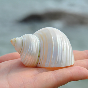 천연 진주 실버 입 터보 4-6cm 폴란드어 소라 쉘 소라게 껍질 - Product Image 1
