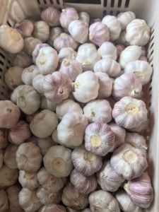 <span class=keywords><strong>Ail</strong></span> tressé <span class=keywords><strong>en</strong></span> vente chaude, prix de gros, 5,0 cm, 1 kg/500 g - Product Image 2