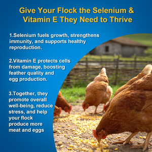 Factory Direct Natural <b>Liquid</b> Selenium & <b>Vitamin</b> E Supplement for Chickens - No Additives, Support Immunity & Egg Production - Product Image 5