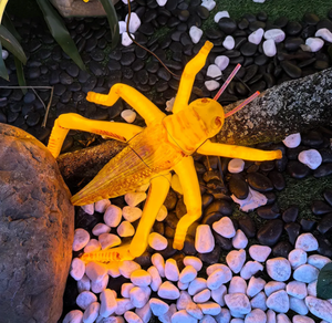 ไฟ IP65ลายตั๊กแตนตำข้าวแมลงจำลองสีสันสดใสแบบไดนามิกกันน้ำ - Product Image 2