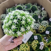 Décoration Bureau Maison Petites Fausses Plantes en Pot, Bonsaï Artificiel Miniature, Mini Plante