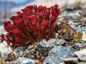 Hochwertiger Natürlicher <span class=keywords><strong>Rhodiola</strong></span> <span class=keywords><strong>Rosea</strong></span> Extrakt Kräuterergänzung Reines Natürliches Antioxidans Erwachsenen-Pulver Anpassbar - Product Image 4