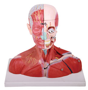 Model Anatomi Tubuh Manusia 3D Lanjutan dengan Struktur Detail untuk Ilmu Kedokteran - Product Image 3