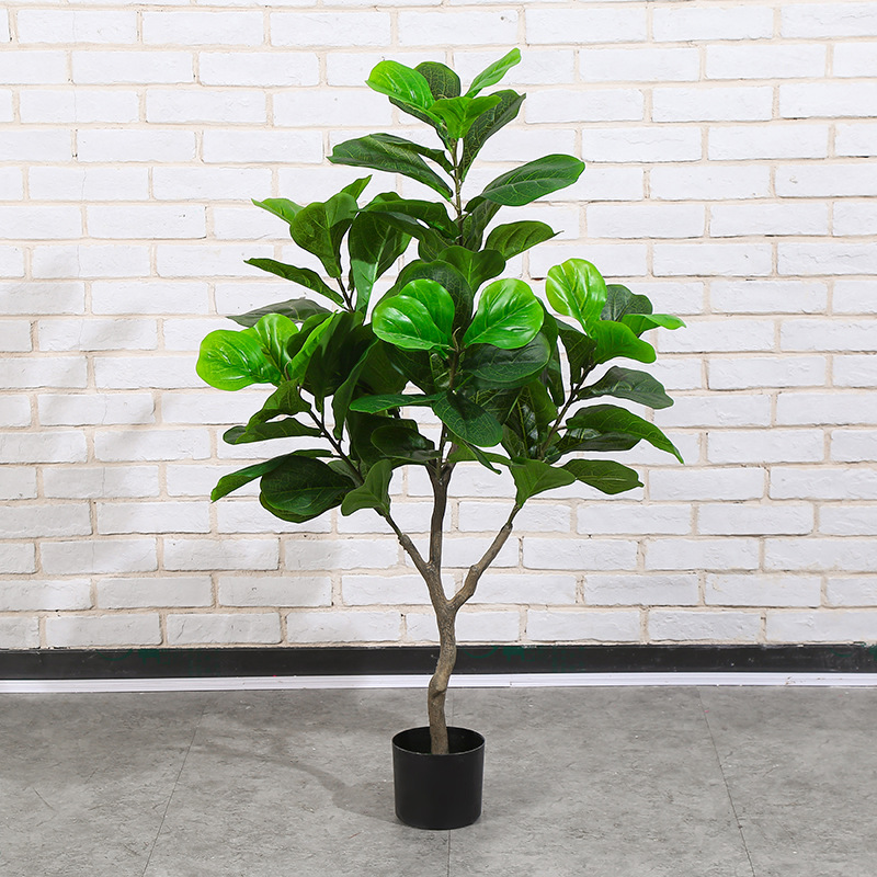 Ficus lyrata 120cm en Y avec pot